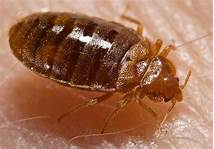 Can Bed Bugs Travel on Pets?