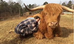 Can You Have a Highland Cow as a Pet?