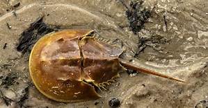 Can You Keep Horseshoe Crabs as Pets?