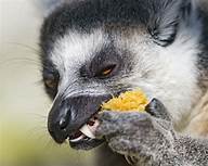 Can You Have a Lemur as a Pet in Texas?