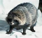 Can You Have Raccoon Dogs as Pets?