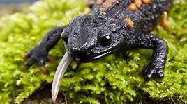 Are Salamanders Good Pets?