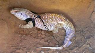 Are Savannah Monitors Good Pets?