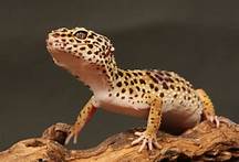 How Long Do Leopard Geckos Live as Pets?