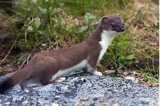 Do Weasels Make Good Pets?