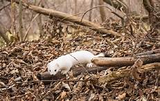 Can You Keep Stoats as Pets?