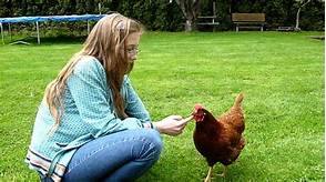 Can You Have Pet Chickens?