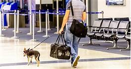 Can You Fly with a Pet on American Airlines?