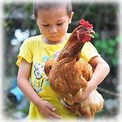 Can I Have a Chicken as a Pet?