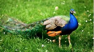 Can You Keep Peacocks as Pets?