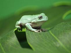 How to Take Care of a Frog as a Pet