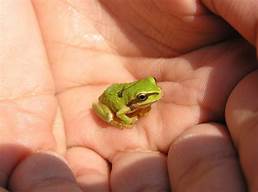 Can You Have Frogs as Pets?