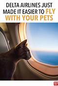 How to Add a Pet to Delta Flight