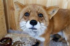 How Much Does a Fox Cost as a Pet?