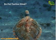 Do Pet Turtles Stink?