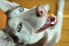 Do Siberian Huskies Make Good Pets?