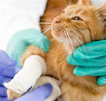Can You Get Pet Insurance Right Before Surgery?