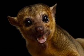 Can You Have a Kinkajou as a Pet?