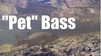 Can You Keep a Bass as a Pet?