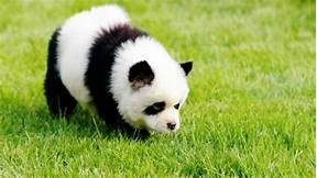 Can Panda Bears Be Pets?