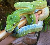 Are Green Tree Pythons Good Pets?