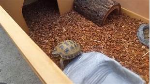 How Much Does a Pet Tortoise Cost?