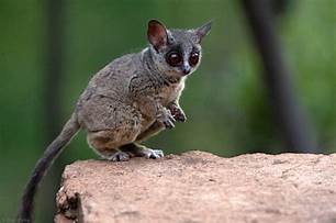 Are Galagos Good Pets?