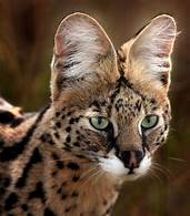 Is a Serval a Good Pet?