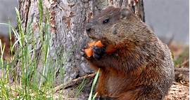 Can You Keep a Groundhog as a Pet?