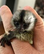 Can Spider Monkeys Be Pets?