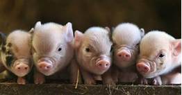 Are Miniature Pigs Good Pets?