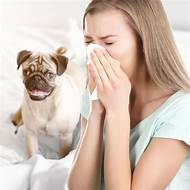 How to Reduce Pet Allergies