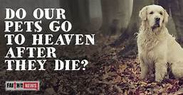 Do Our Pets Go to Heaven When They Die?