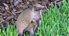 Can You Have Armadillos as Pets?