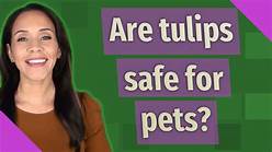 Are Tulips Safe for Pets?