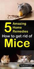 How to Get Rid of Mice in Your Home With Pets