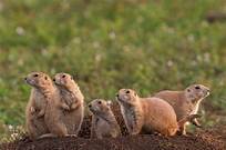 Are Prairie Dogs Legal Pets?