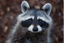 Can You Have a Raccoon as a Pet in Oregon?