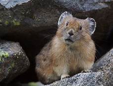 Can You Have a Pika As a Pet?