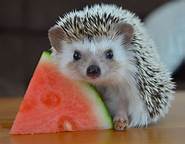 How Are Hedgehogs As Pets?