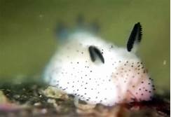 Can You Have Sea Bunnies as Pets?