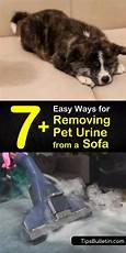 How to Clean Pet Urine from Sofa