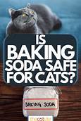 Is Baking Soda Harmful to Pets?