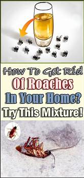 How to Get Rid of Roaches with Pets