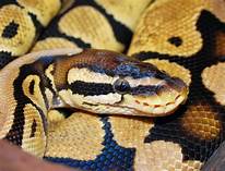 Can You Have a Python as a Pet?