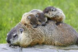 Are Groundhogs Good Pets?