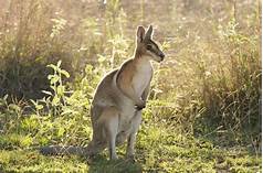 Do Wallabies Make Good Pets?