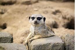 Can You Get a Meerkat as a Pet?