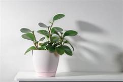 Are Peperomia Toxic to Pets?