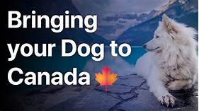 Can You Bring Pets into Canada?